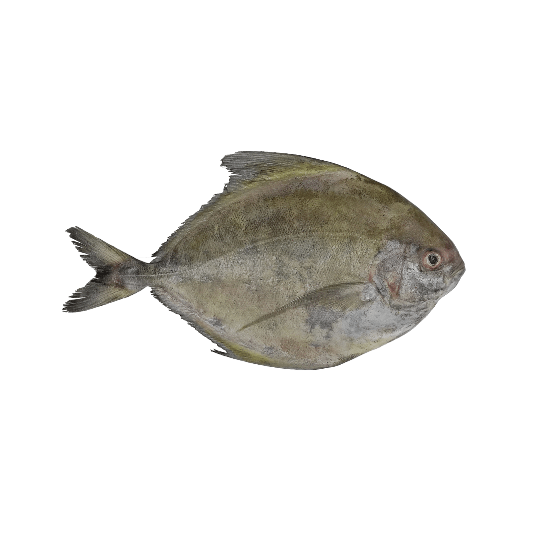 Whole Black Pompano (Pomfret) - Pacific Bay