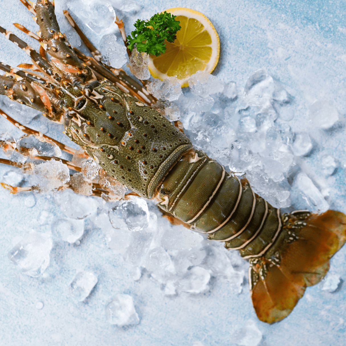 Whole South African Cold Water Lobster (Raw) - Pacific Bay