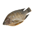 Whole Tilapia - Pacific Bay