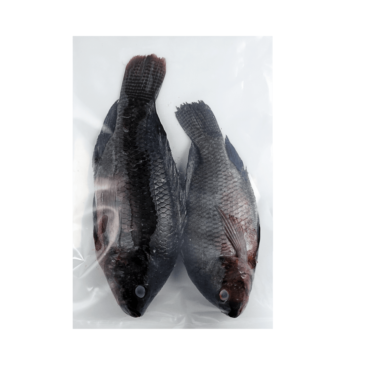 Whole Tilapia - Pacific Bay