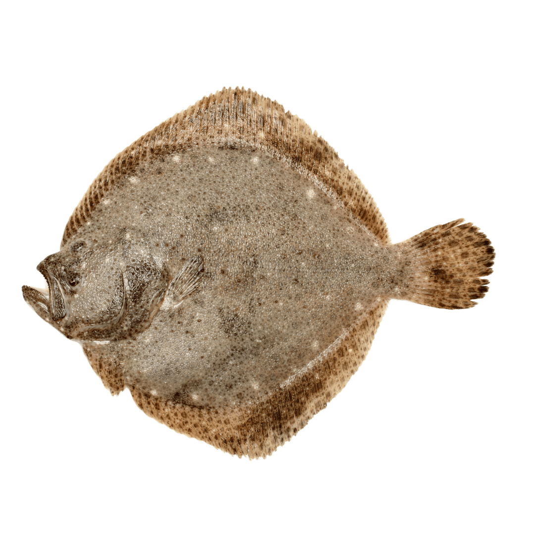 Whole Turbot - Pacific Bay