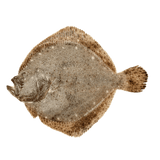 Whole Turbot - Pacific Bay