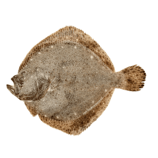 Whole Turbot - Pacific Bay