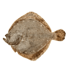 Whole Turbot - Pacific Bay