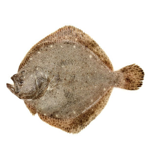 Whole Turbot - Pacific Bay