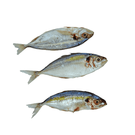 Yellow Stripe Scad WR (Salay Ginto) - Pacific Bay