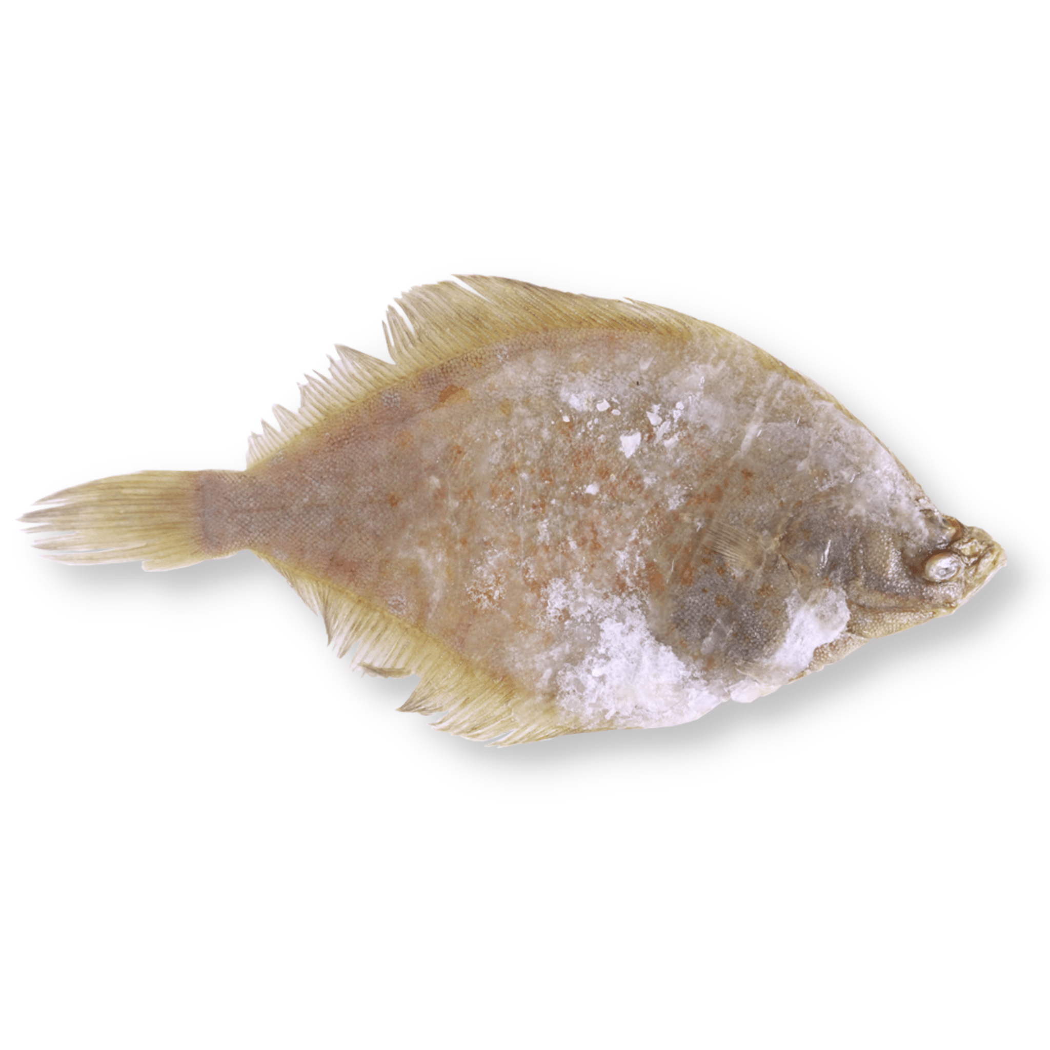 Yellow Tail Flounder Whole Round - Pacific Bay