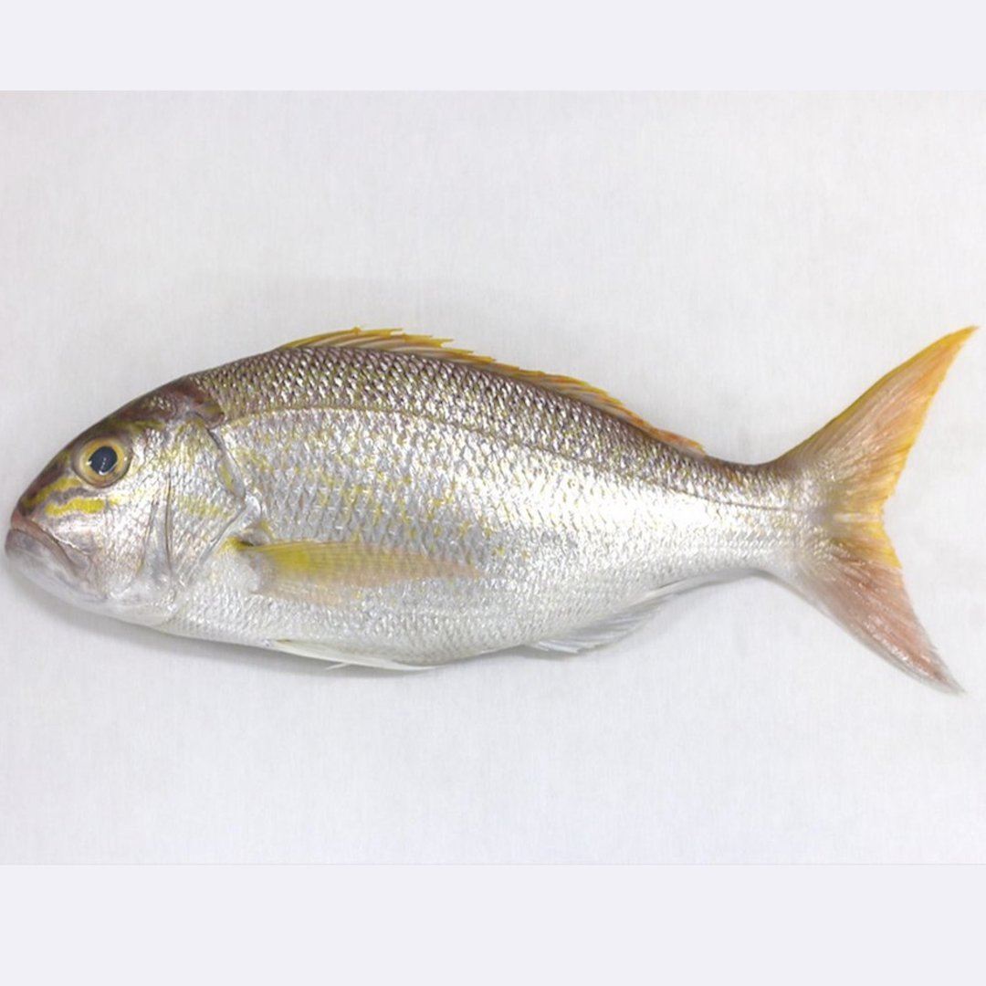 Goldband Snapper (Whole) - Pacific Bay