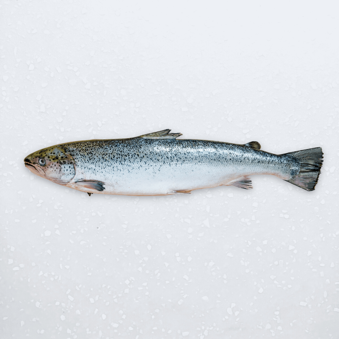 Small Whole Salmon - Pacific Bay