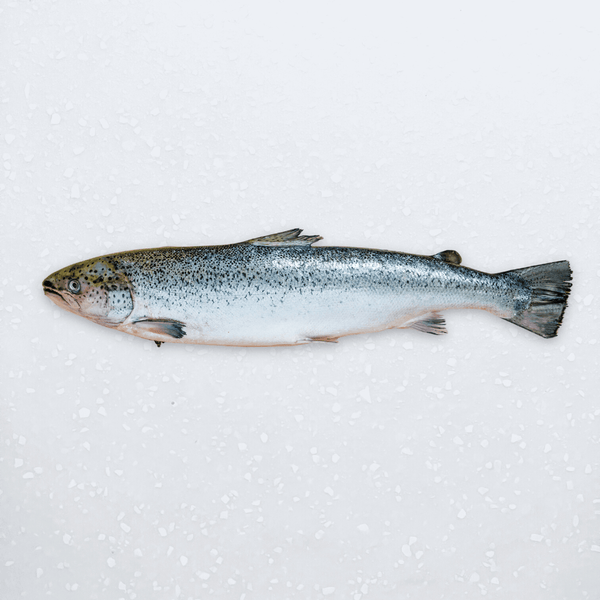 https://www.pacificbay.com.ph/cdn/shop/products/small-whole-salmon-797099_600x.png?v=1682020416