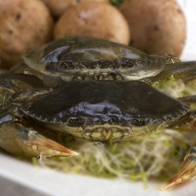 Softshell Crab - Pacific Bay