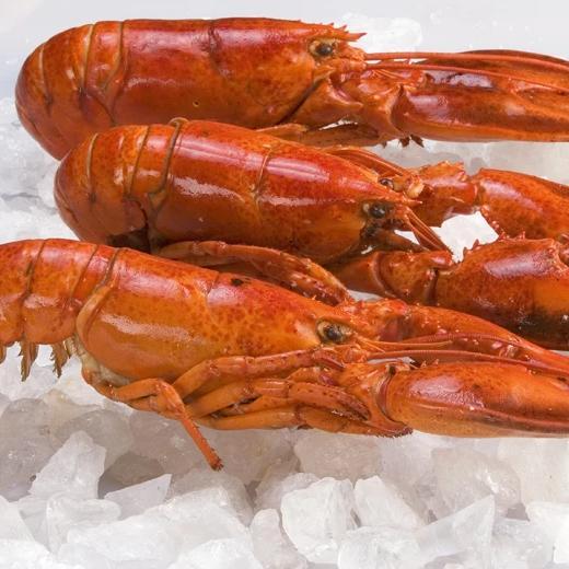 Whole Maine Lobster (Cooked) - Pacific Bay