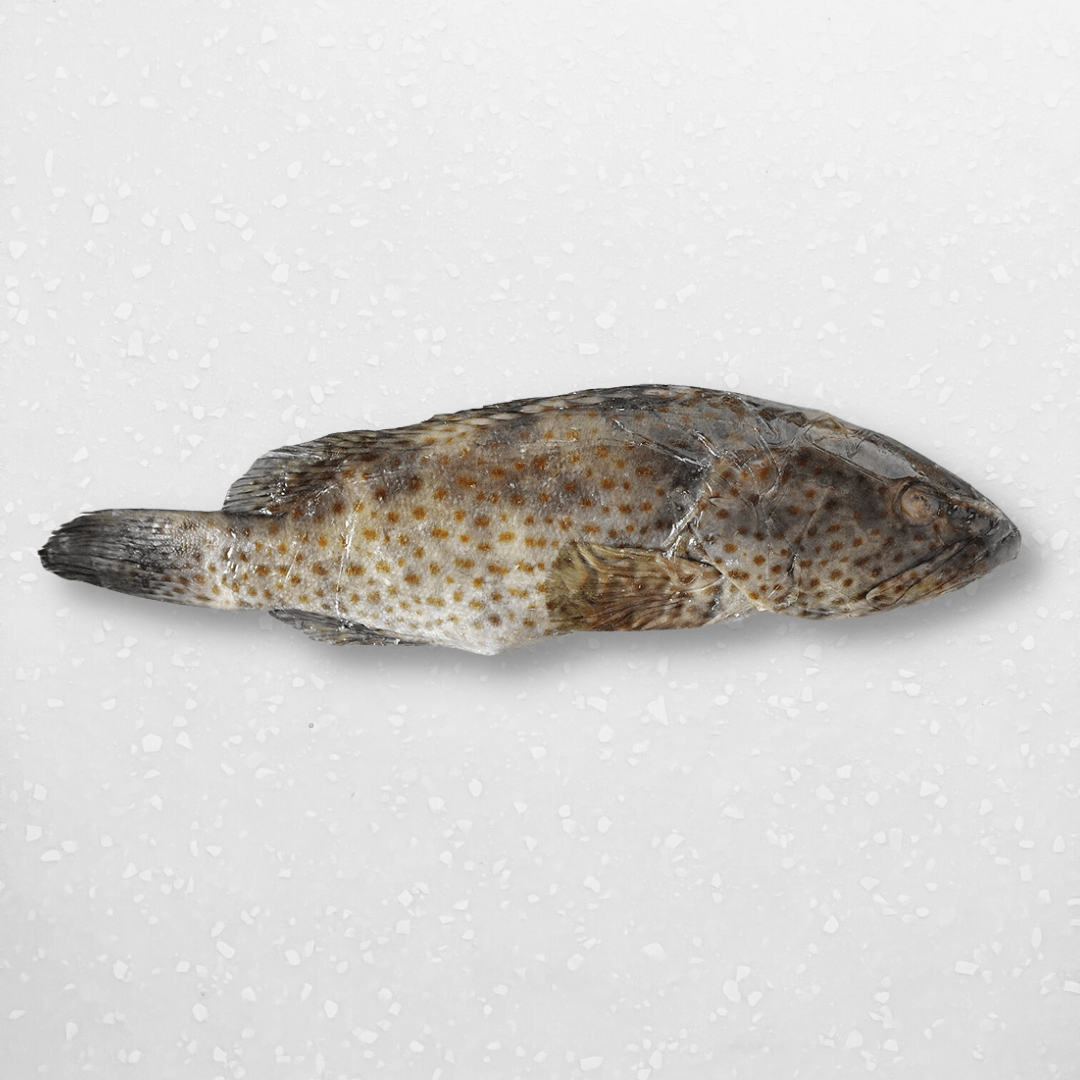 Whole Pearl Grouper (Lapu Lapu) - Pacific Bay